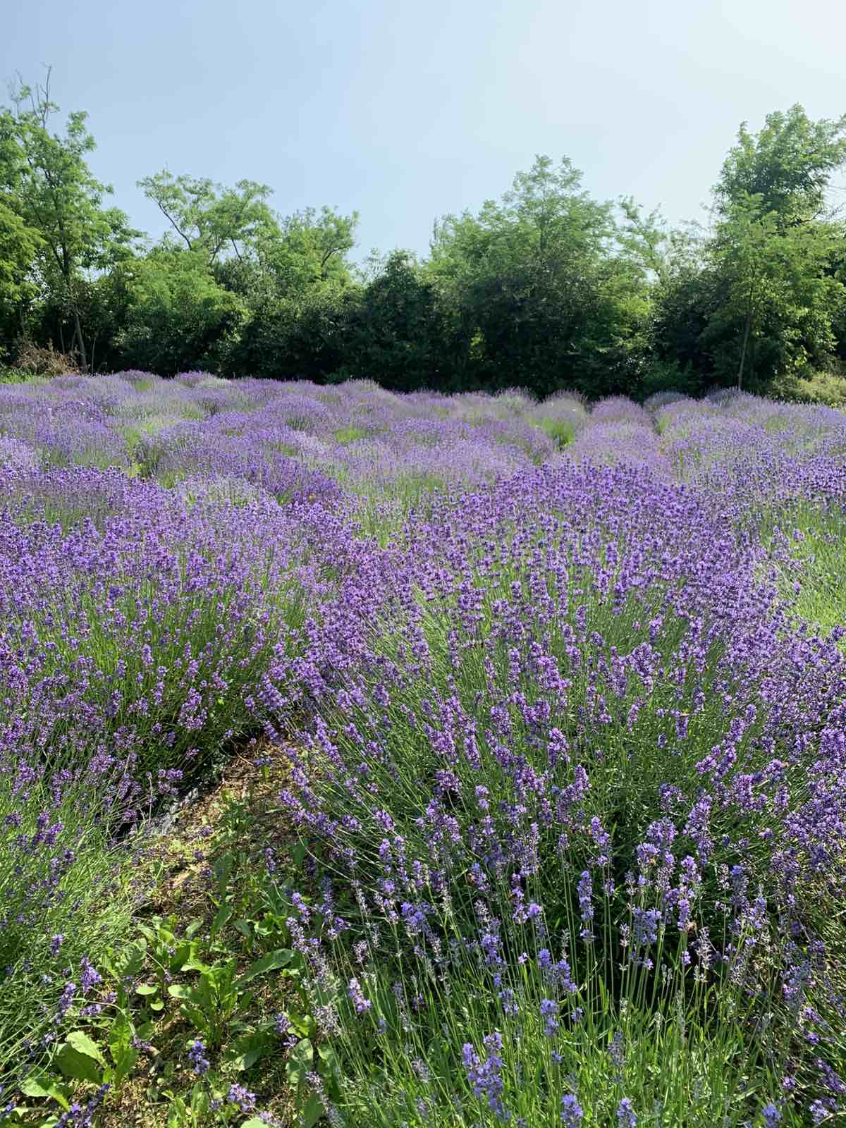 Lavanda